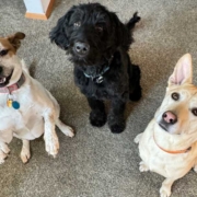 HVAC Tips for Pet Owners