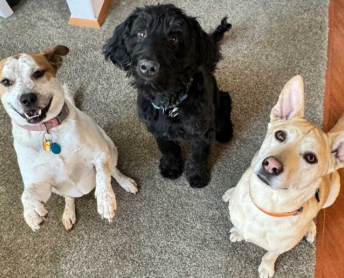 HVAC Tips for Pet Owners